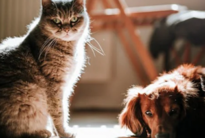 Consejos para dueños de mascotas en edificios