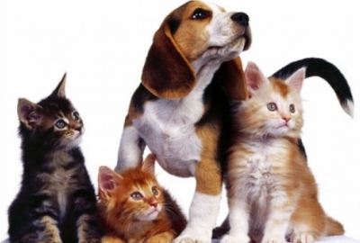 5 beneficiosos consejos para tu mascota, en caso que vivan en departamento o espacios reducidos.